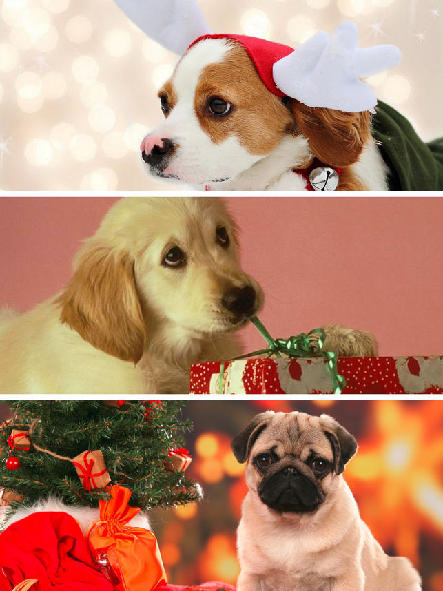 Baby Dogs Wallpaper New Cute Puppy Wallpapers Little - Christmas Background With Dogs , HD Wallpaper & Backgrounds
