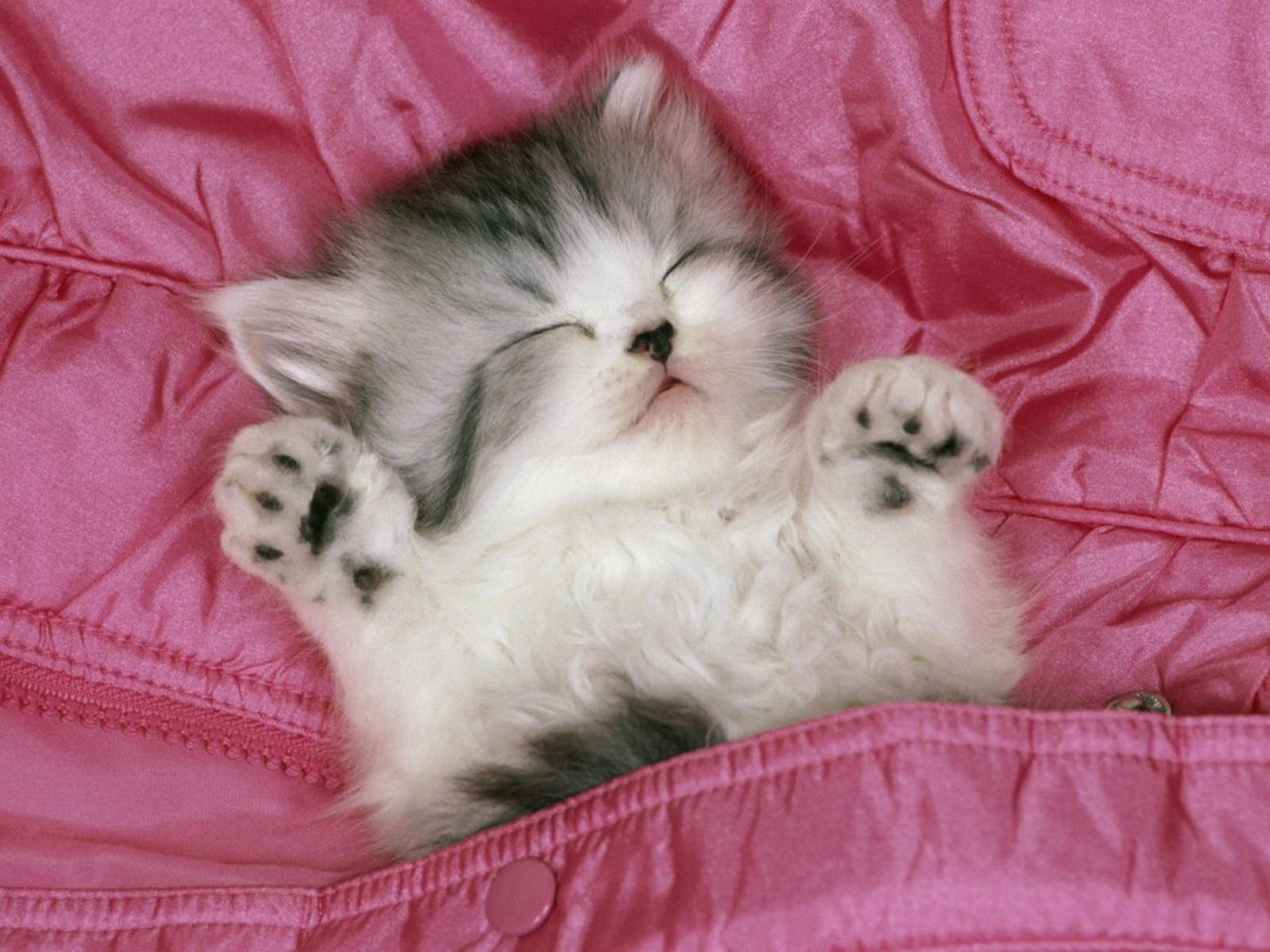 Meow Meow Cat Wallpapers - Cute Kitten Sleeping , HD Wallpaper & Backgrounds