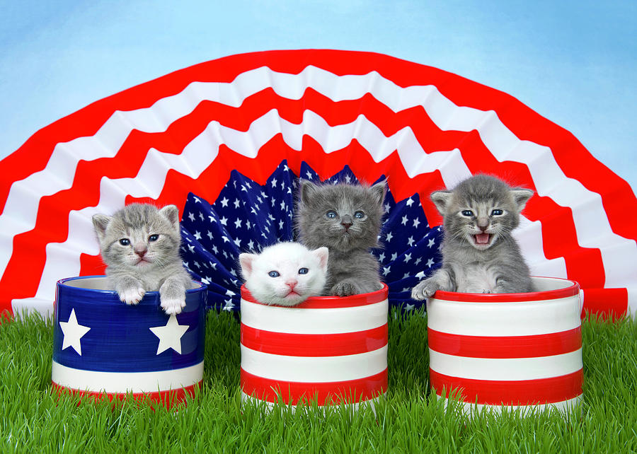 Cute Kittens Images Patriotic A Meow Cats Hd Wallpaper - Cat Jumps