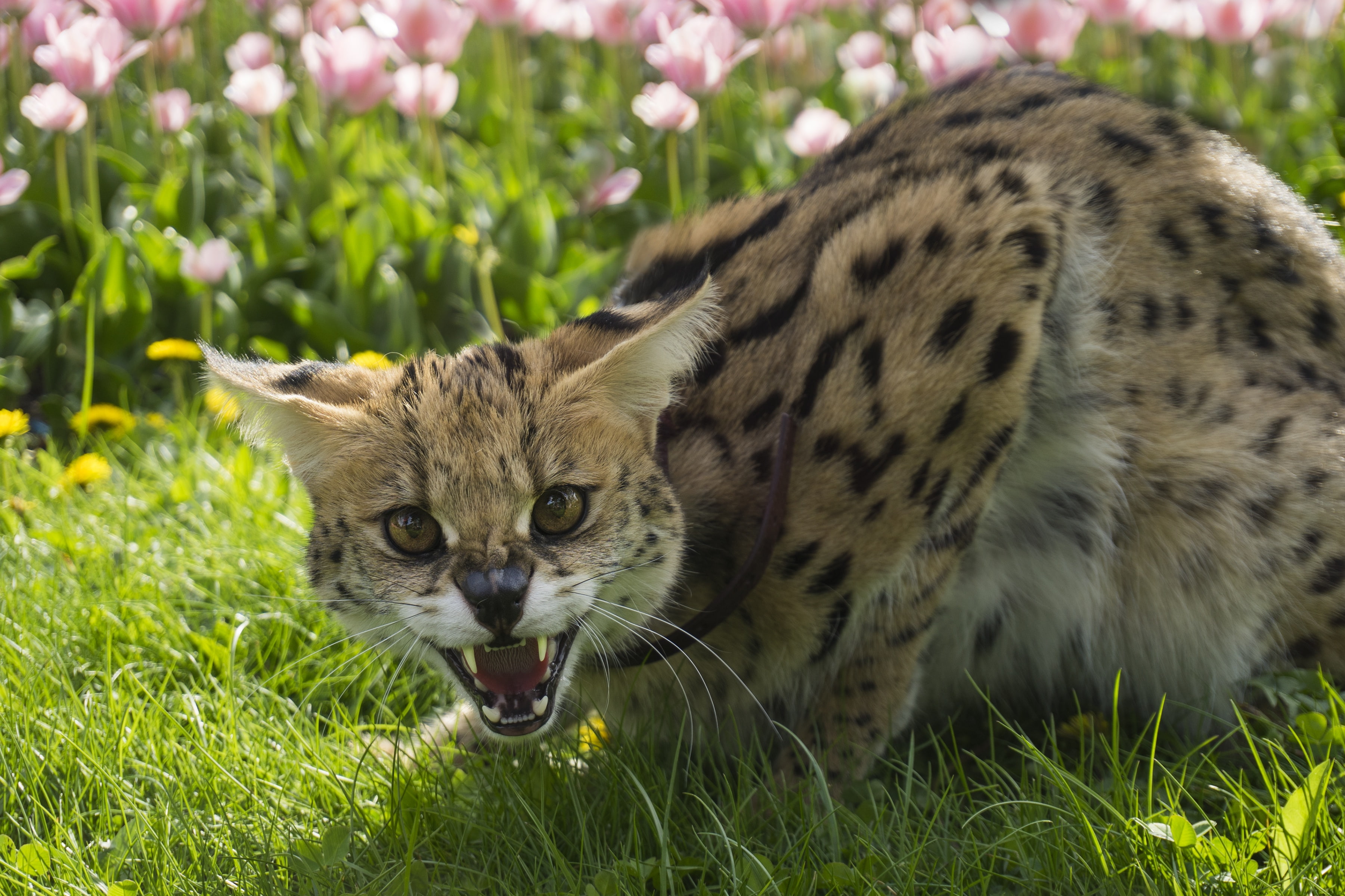 Cat, Summer, Grass, Fangs, Grin, Kitty, Pet, Evil, - Angry Wild Cat , HD Wallpaper & Backgrounds