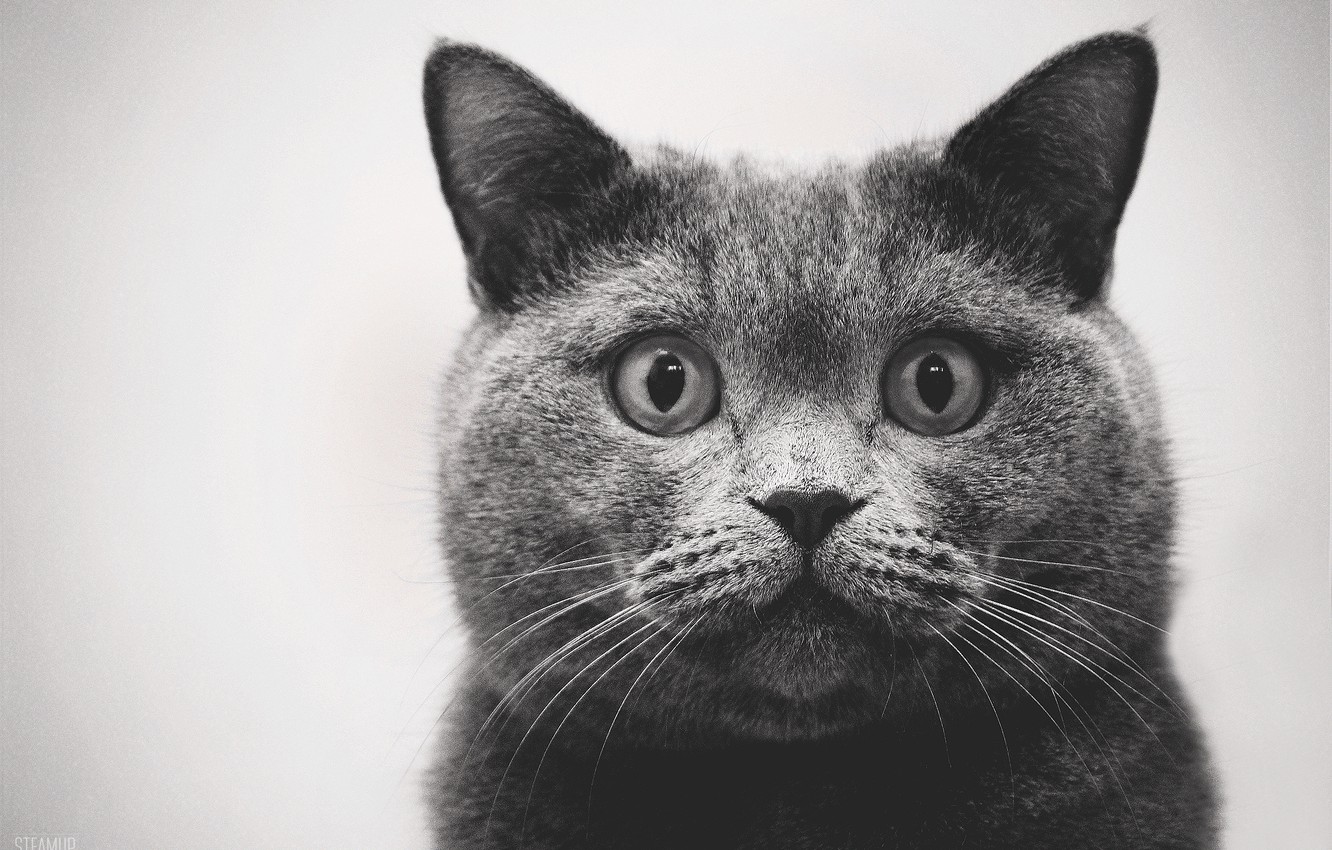 Photo Wallpaper Cat, Cat, Cat, Meow, British, Meow - British Shorthair , HD Wallpaper & Backgrounds