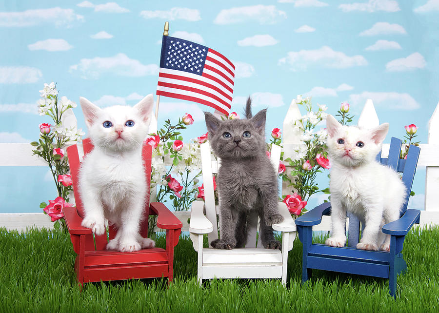 Cute Kittens Images Patriotic A Meow Cats Hd Wallpaper - Kitten , HD Wallpaper & Backgrounds