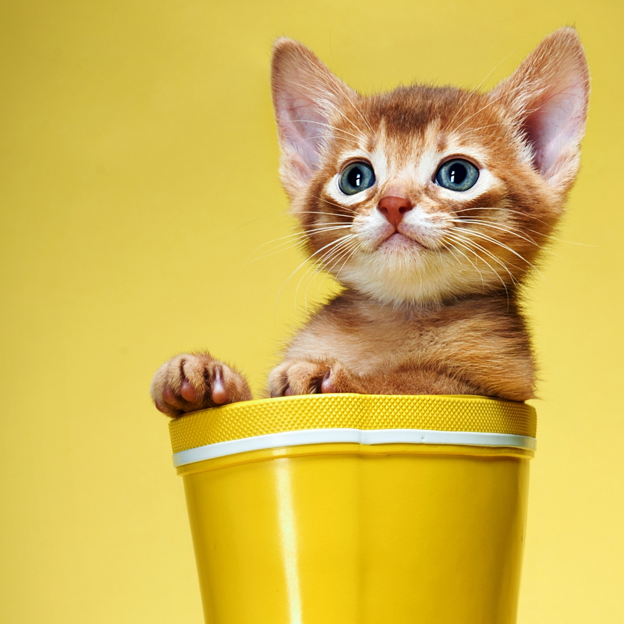 Cute And Sweet Kitty Ipad Air Wallpaper - Cat Wallpaper Ipad Mini , HD Wallpaper & Backgrounds