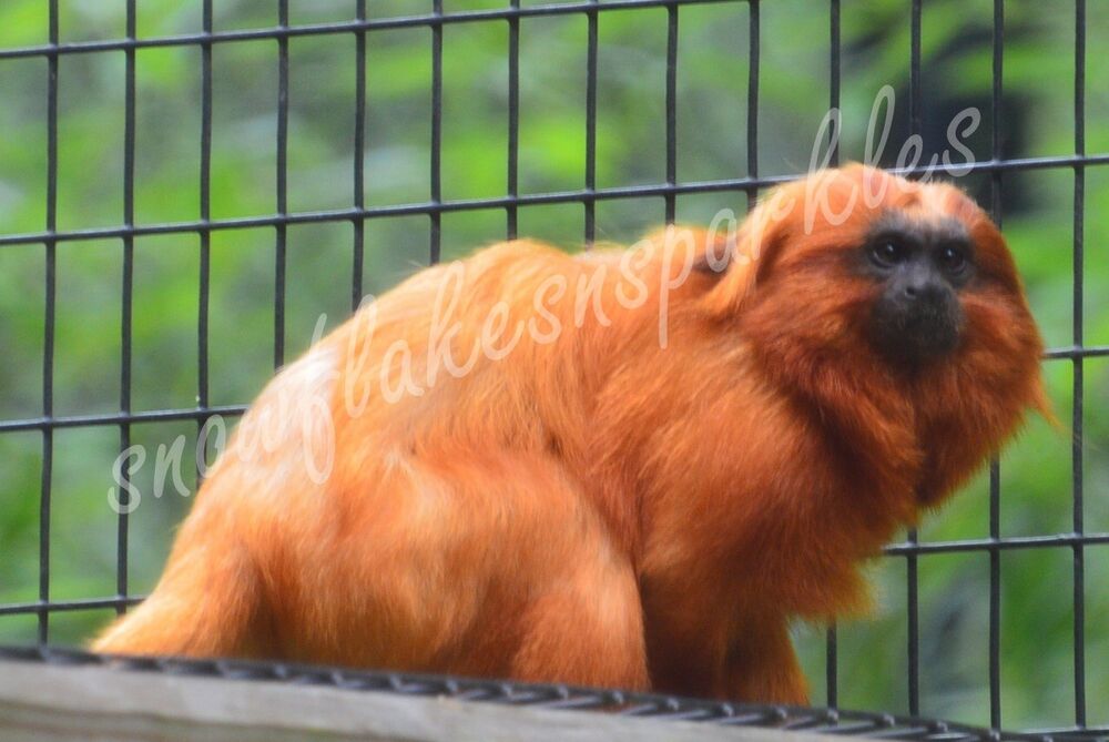 Details About Digital Picture Wallpaper Of Golden Lion - Golden Lion Tamarin , HD Wallpaper & Backgrounds