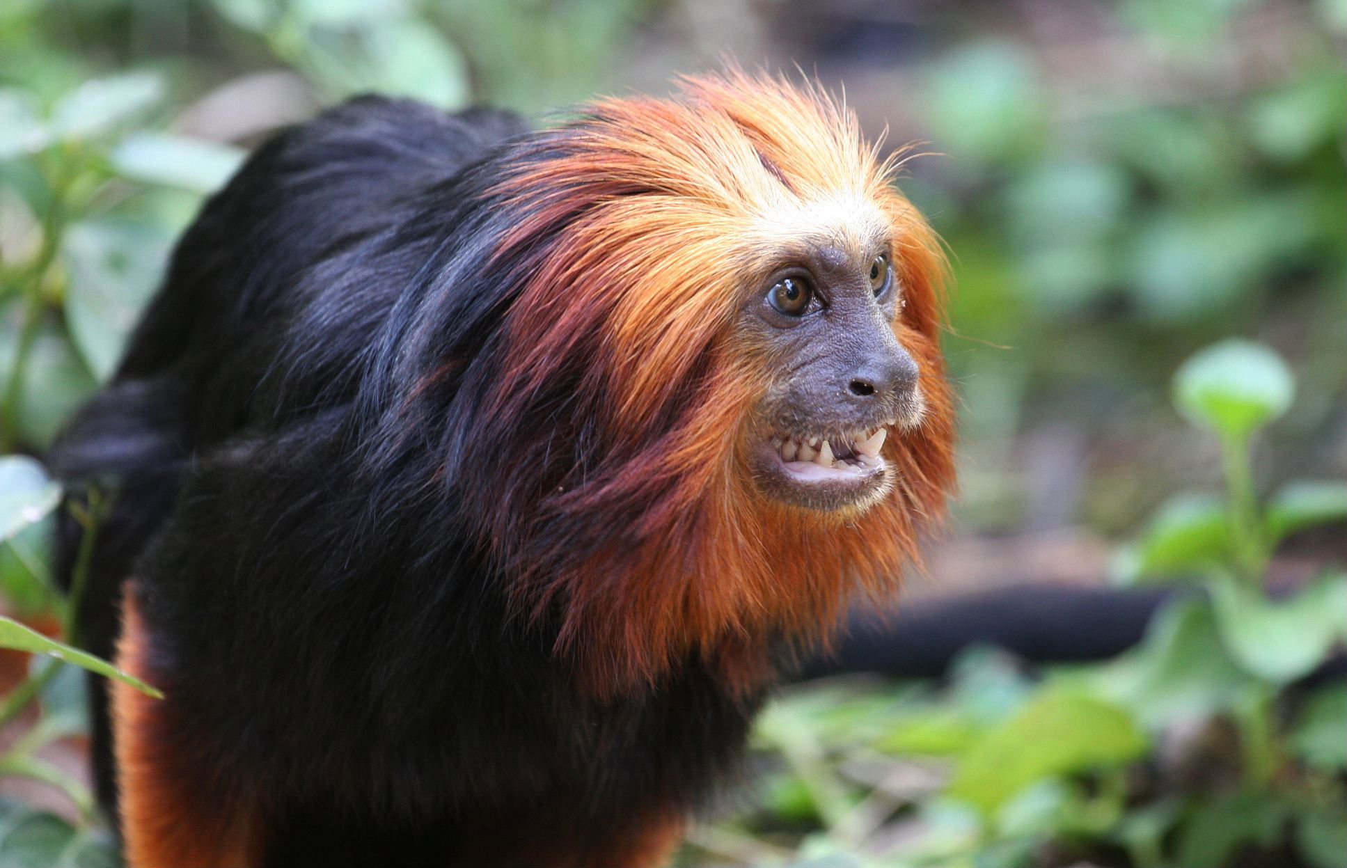 Golden-headed Lion Tamarin - Black Faced Langur Monkey , HD Wallpaper & Backgrounds