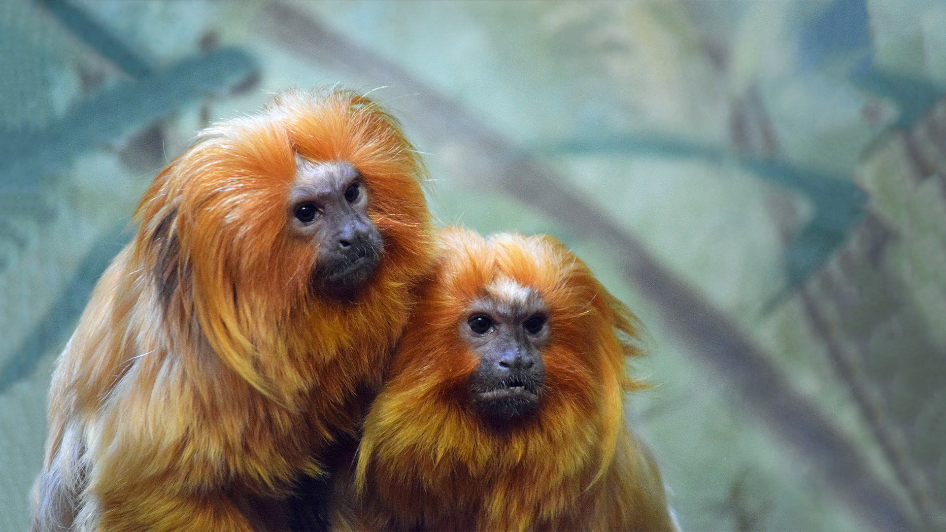 Golden Lion Tamarin , HD Wallpaper & Backgrounds