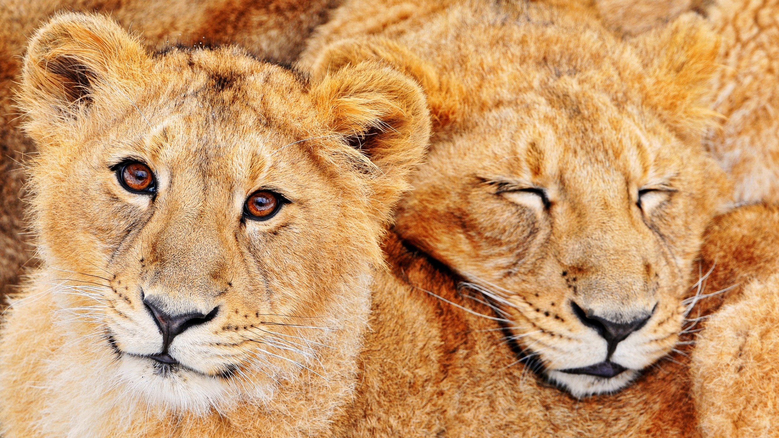 Asiatic Lion Cubs Wallpaper - Lion , HD Wallpaper & Backgrounds