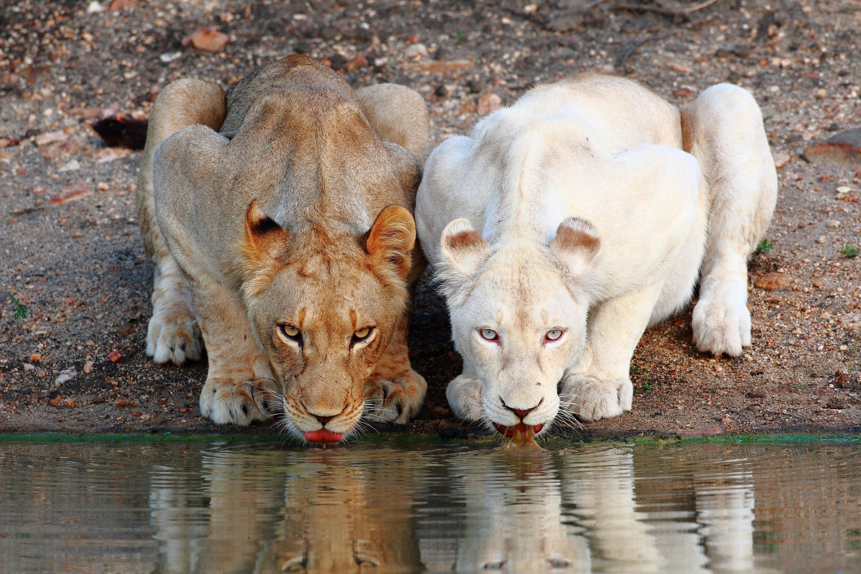 Golden Yellow And White Lion Drinkign Water Together - White Lion Hd , HD Wallpaper & Backgrounds
