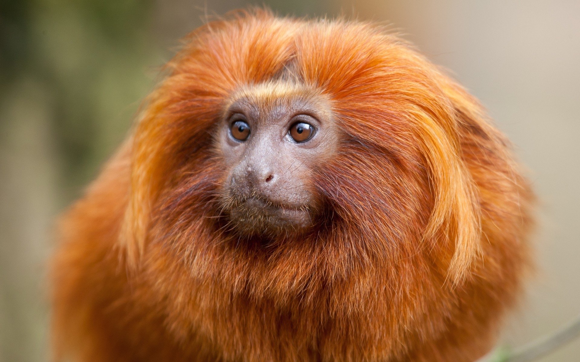 Monkey With A Mane , HD Wallpaper & Backgrounds