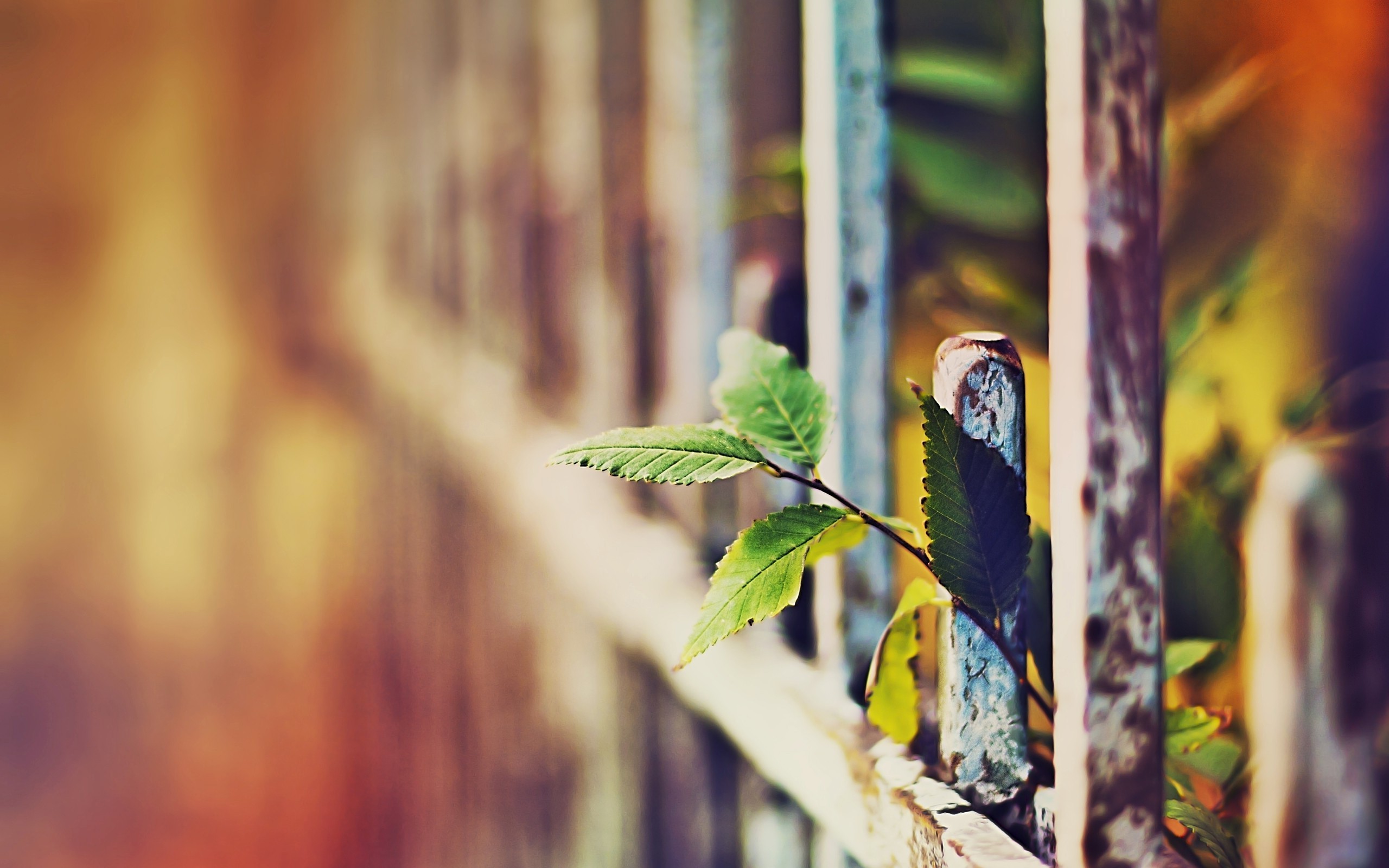 Blurred Fences Wallpaper - Dslr Background Blur Hd , HD Wallpaper & Backgrounds