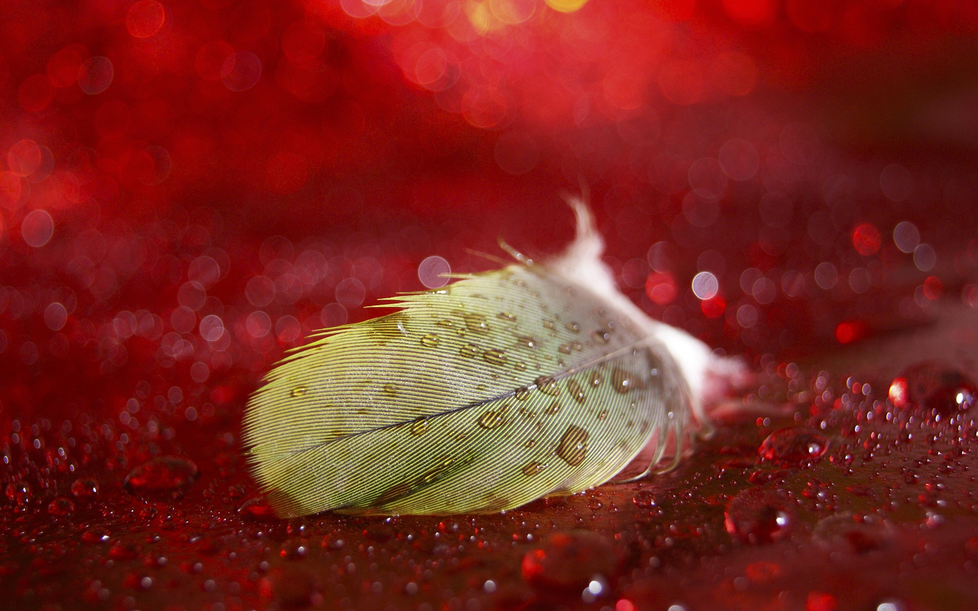 Feathers, Bokeh, Water Drops, Red Background - Feathers And Water , HD Wallpaper & Backgrounds