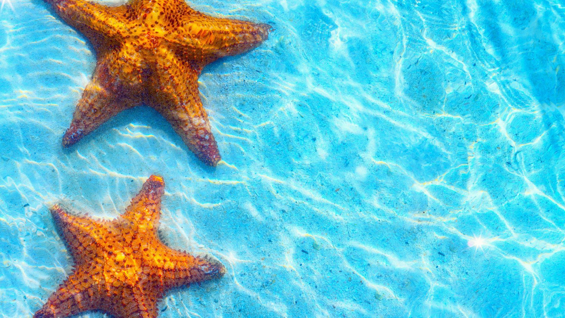 Tropical - Amazing Pictures Of Starfish , HD Wallpaper & Backgrounds