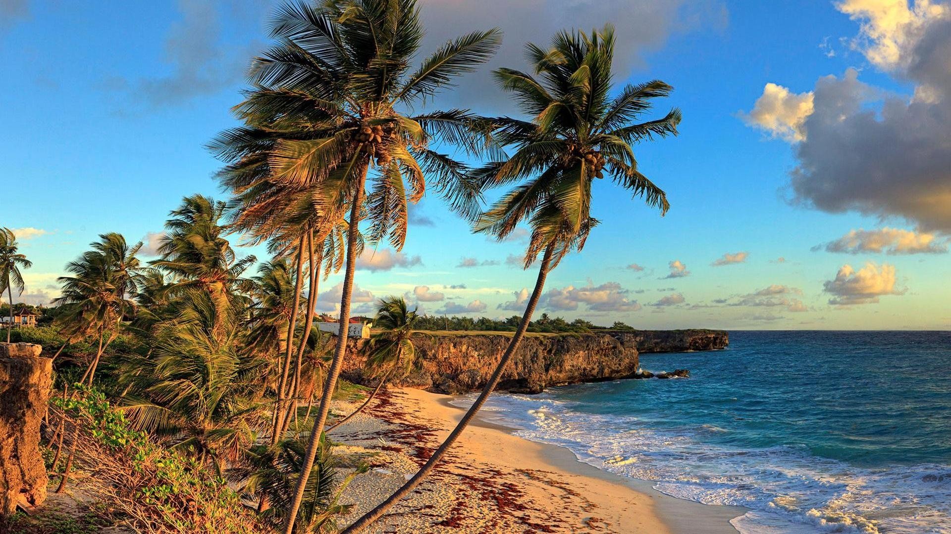Tropical Beach Palm Sea Coast Trees Palms Wallpaper - Barbados Scenery , HD Wallpaper & Backgrounds