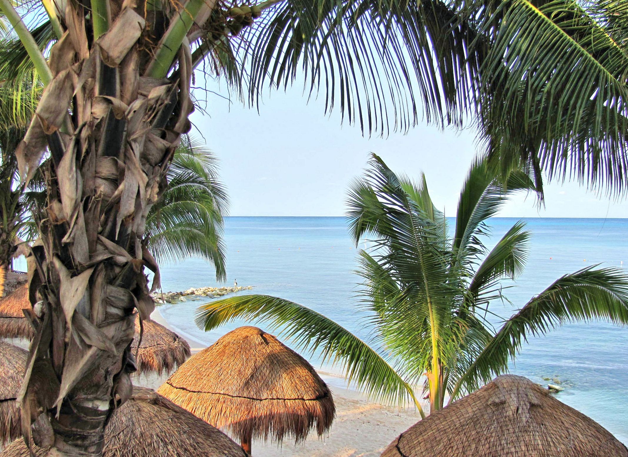 Palms Mexico View Early Blue Paradise Island Bech Nature - Attalea Speciosa , HD Wallpaper & Backgrounds