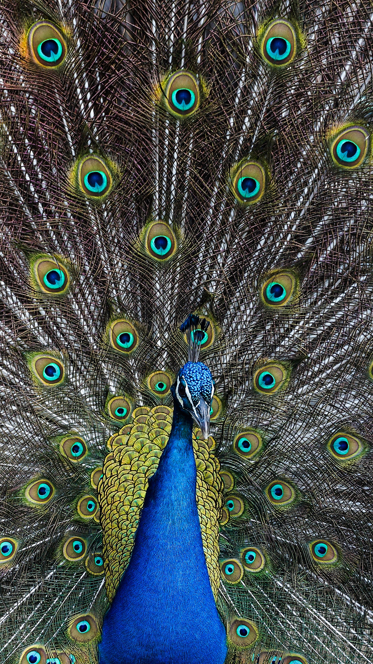 Iphone X Peacock , HD Wallpaper & Backgrounds