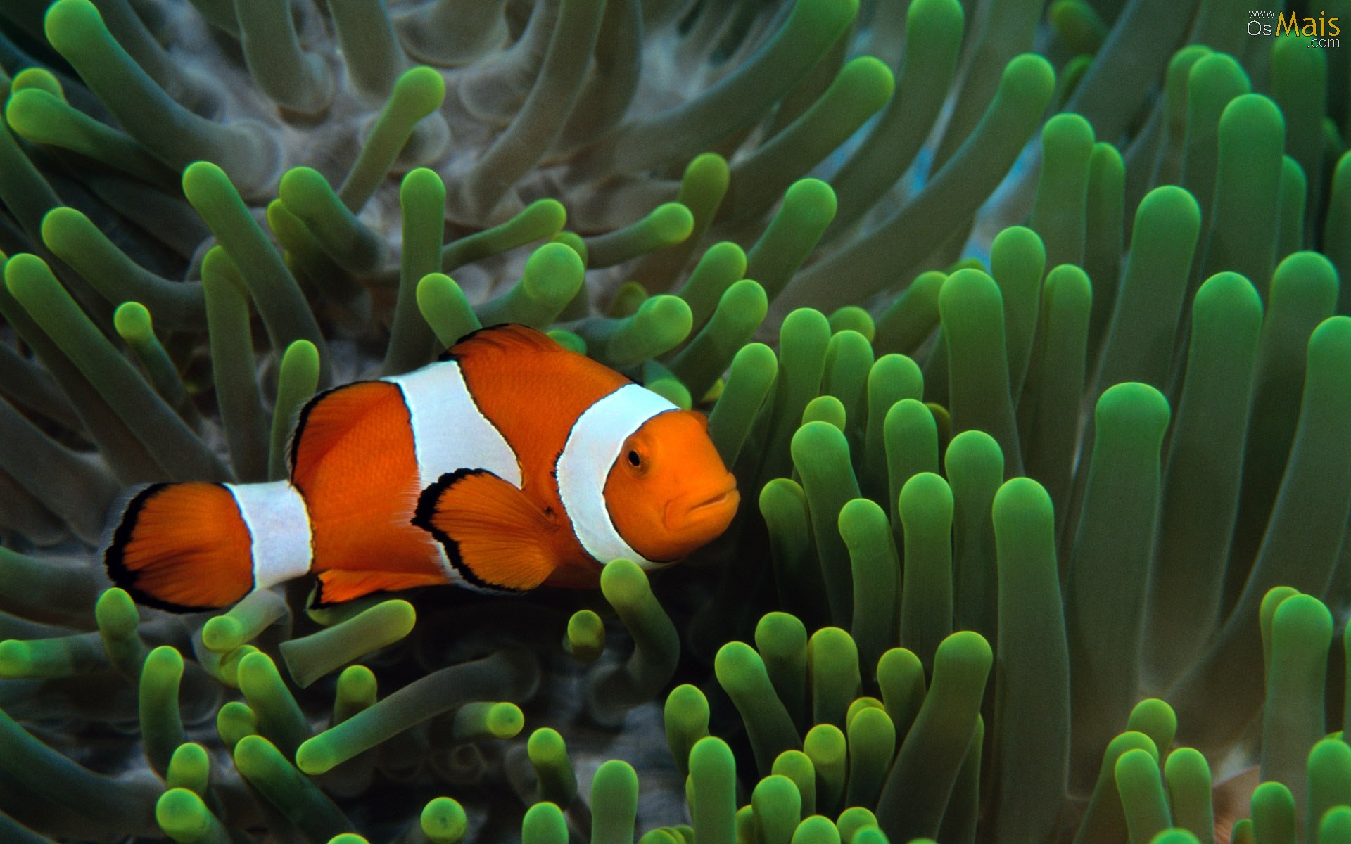 Papel De Parede Peixe Palhaço - Clown Fish Anemone Hd , HD Wallpaper & Backgrounds