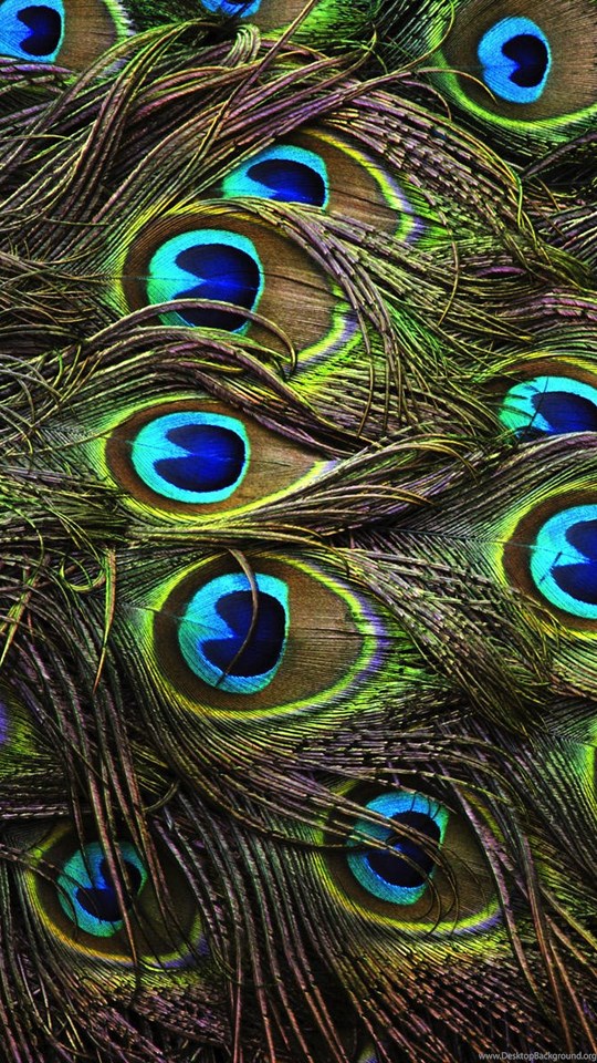 Peacock Wallpapers - Hd Wallpapers Of Peacock Feathers , HD Wallpaper & Backgrounds