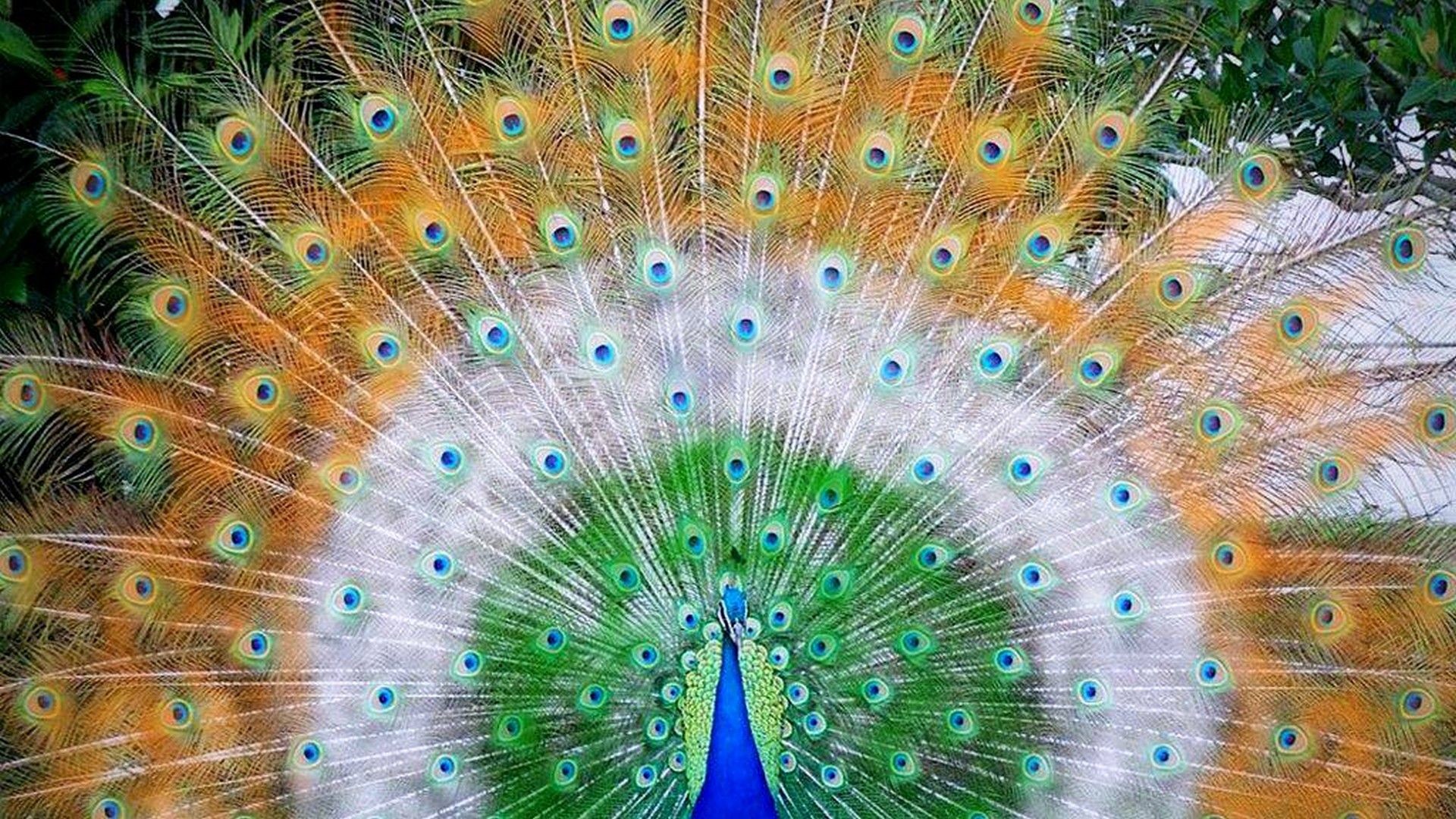 Beautiful Peacock Wallpaper Hd - Indian Peacock , HD Wallpaper & Backgrounds