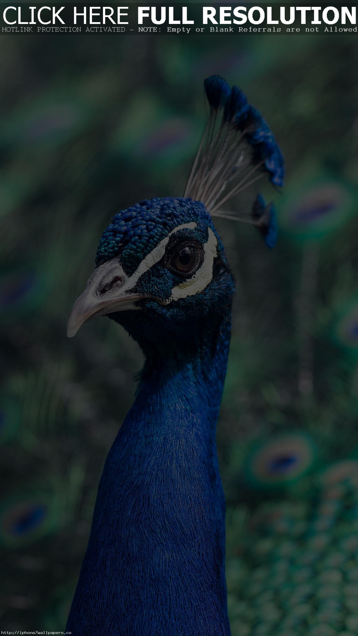 Peacock Wallpaper For Android - Warren Street Tube Station , HD Wallpaper & Backgrounds