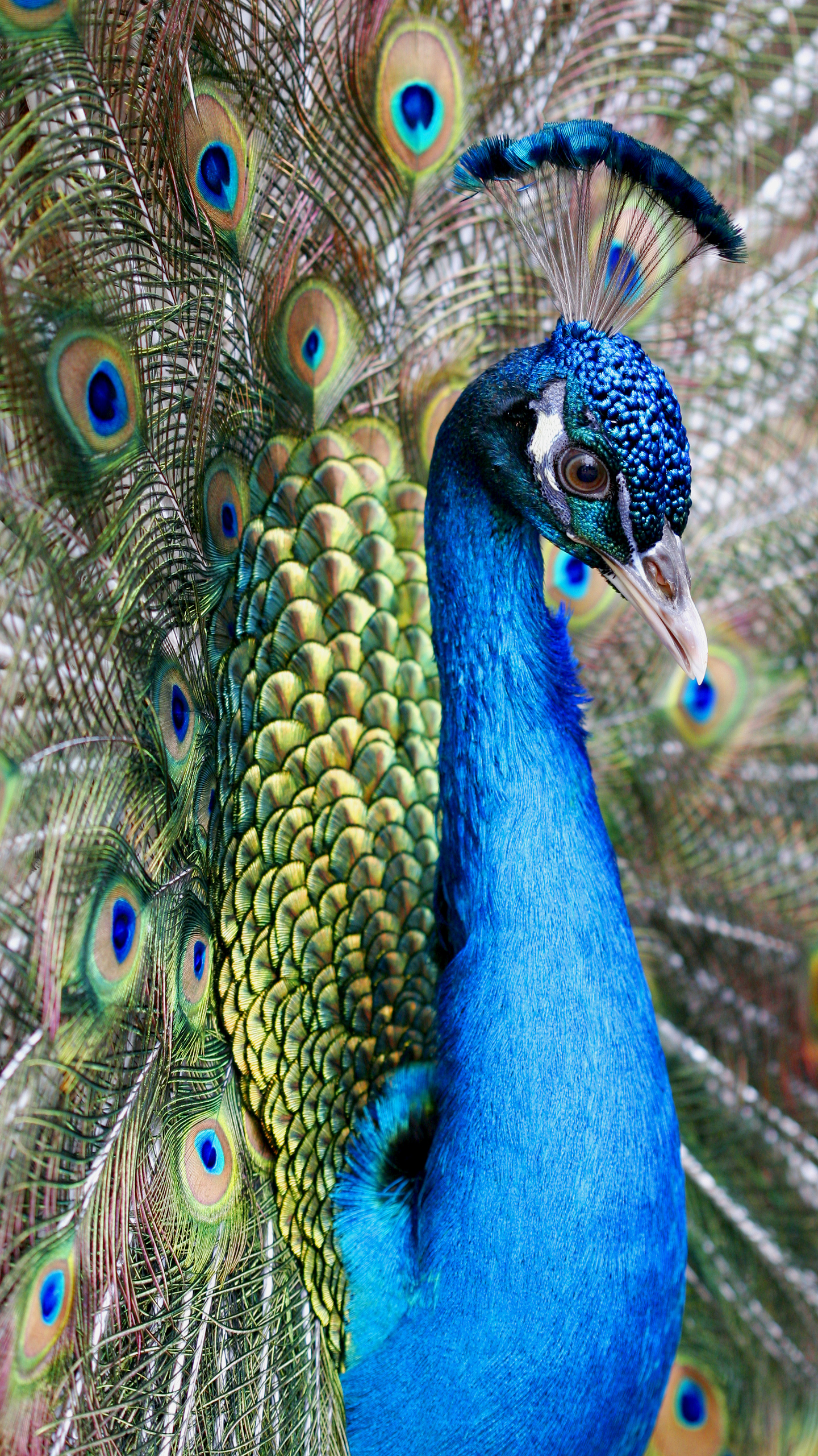 Wallpaper Samsung Galaxy S7 Peacock Wallpaperu200b - High Resolution Peacock , HD Wallpaper & Backgrounds
