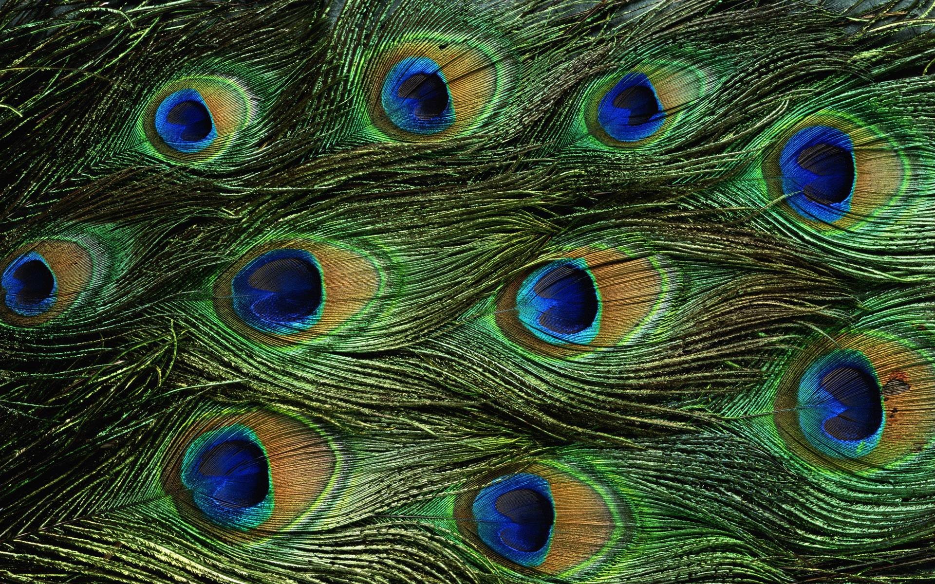 Wiki Peacock Feathers Desktop Wallpapers Pic Wpe008949 , HD Wallpaper & Backgrounds