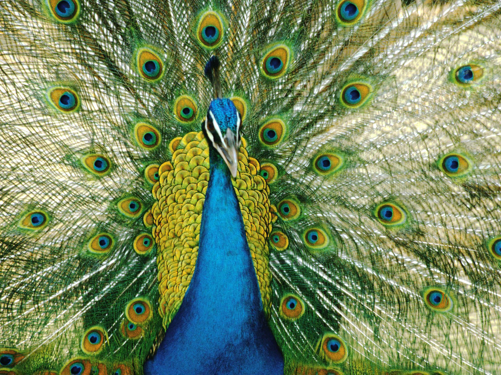 Peacock The House Android Wallpapers, Peacock The House - Brahma Kumaris Angel Thoughts , HD Wallpaper & Backgrounds