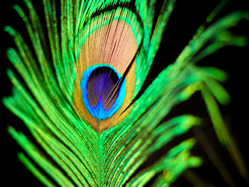 Free Awesome Peacock Feather Images On Your Android - Peacock Feather Hd Wallpaper For Iphone , HD Wallpaper & Backgrounds