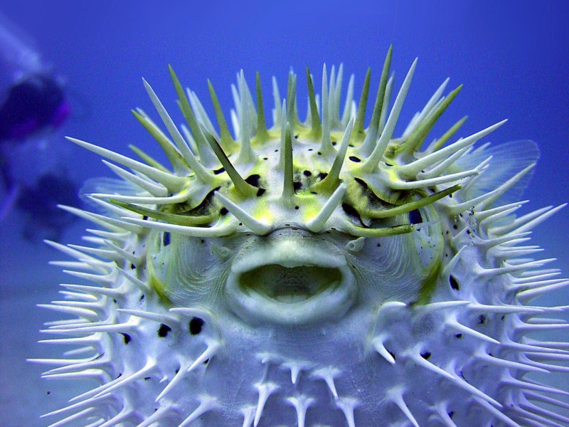 39 Best Images About Peixes - Puffer Fish Close Up , HD Wallpaper & Backgrounds