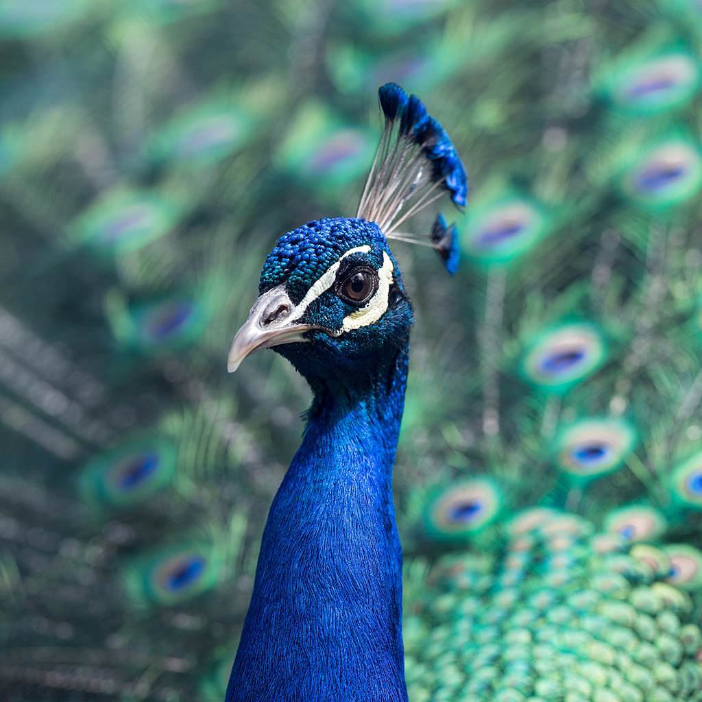 Andro#wallpaper Ng44 Peacock Animal Bird Nature Blue - Iphone Xr Wallpaper Birds , HD Wallpaper & Backgrounds