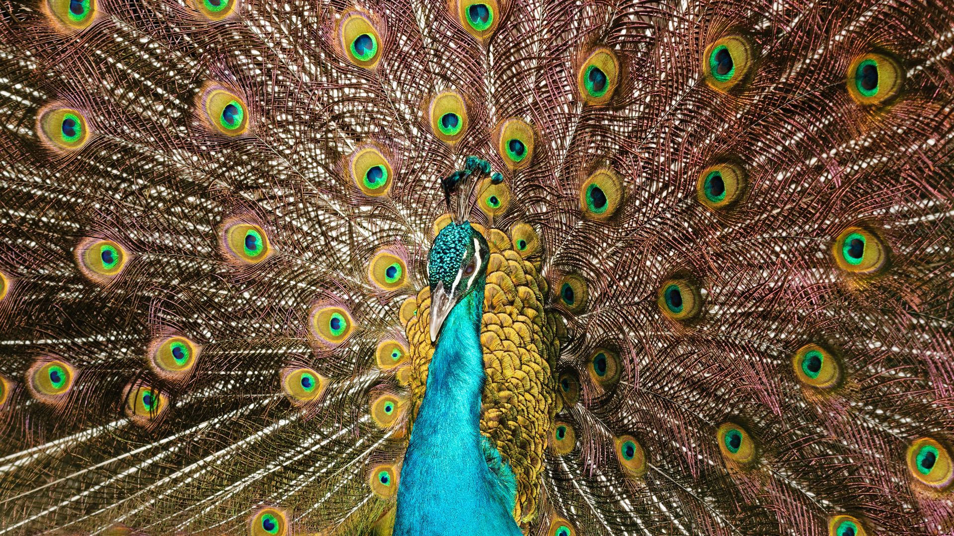 Beautiful Peacock Wallpaper - Peafowl , HD Wallpaper & Backgrounds