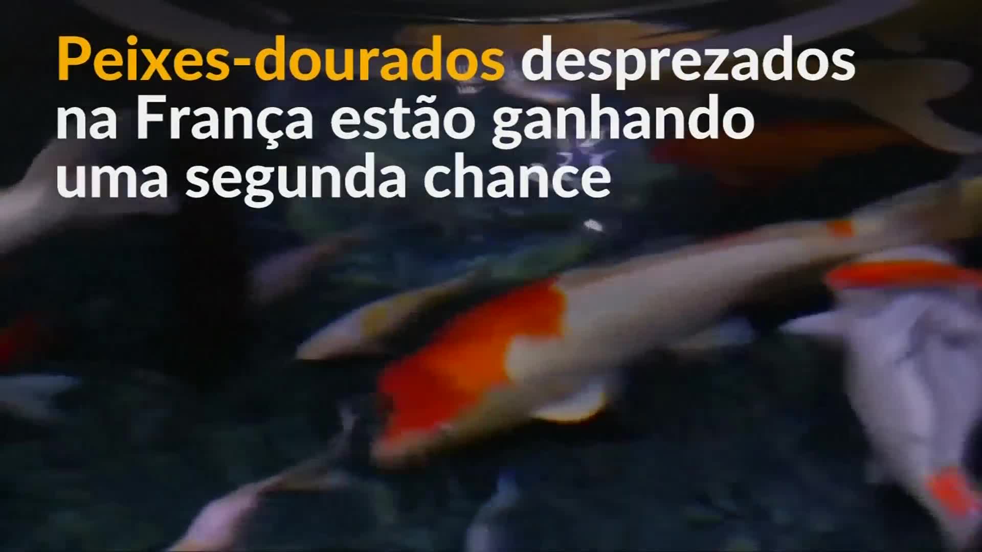 Peixes-dourados Desprezados Ganham Nova Casa Em Santuário - Desirs D Avenir , HD Wallpaper & Backgrounds