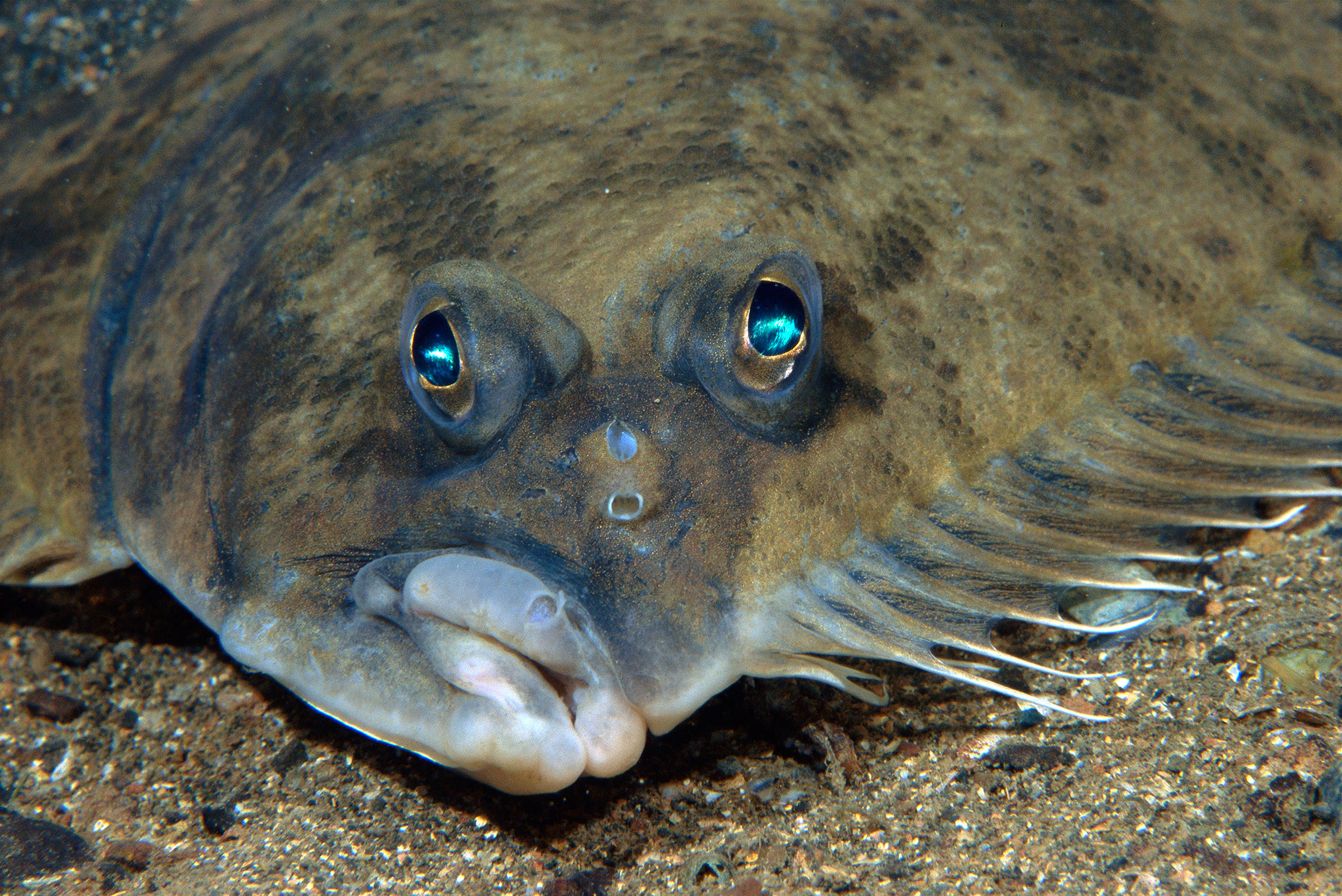 Flounder Wallpapers - Fish With Two Eyes On Same Side , HD Wallpaper & Backgrounds