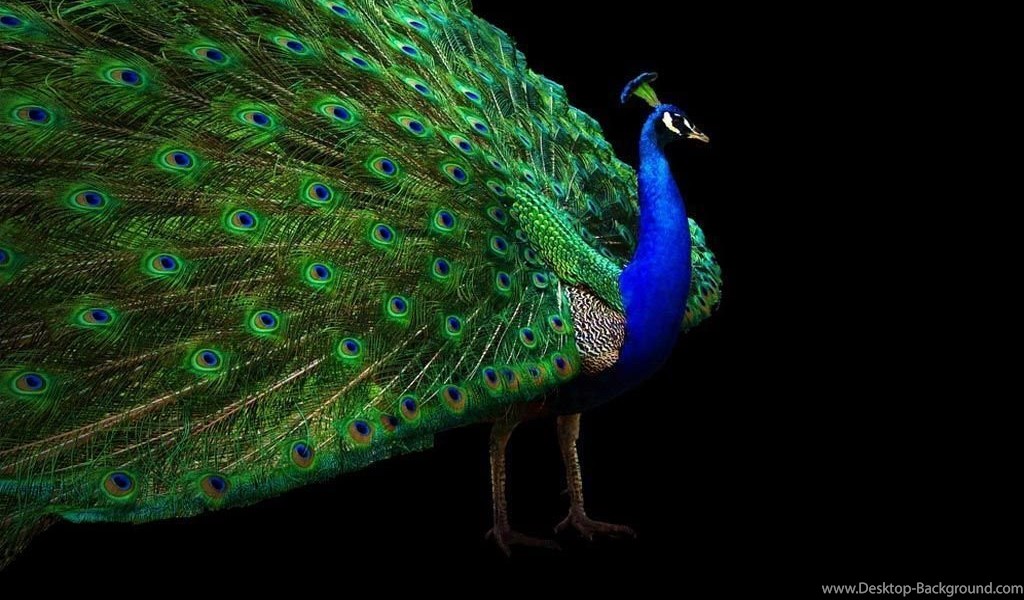 Playstation - - Peacock Images With Black Background , HD Wallpaper & Backgrounds