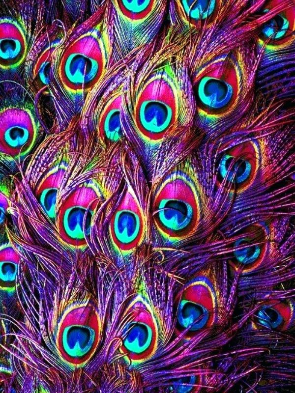 Peacock - Peacocks Feathers , HD Wallpaper & Backgrounds