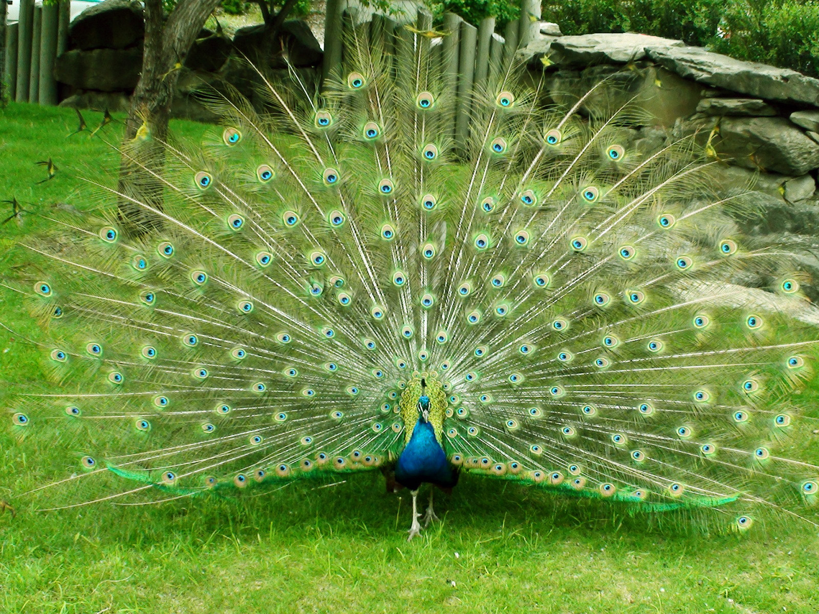 Android Images Of Peacock By Kaycee Lavis - Peacock Wallpaper Desktop , HD Wallpaper & Backgrounds