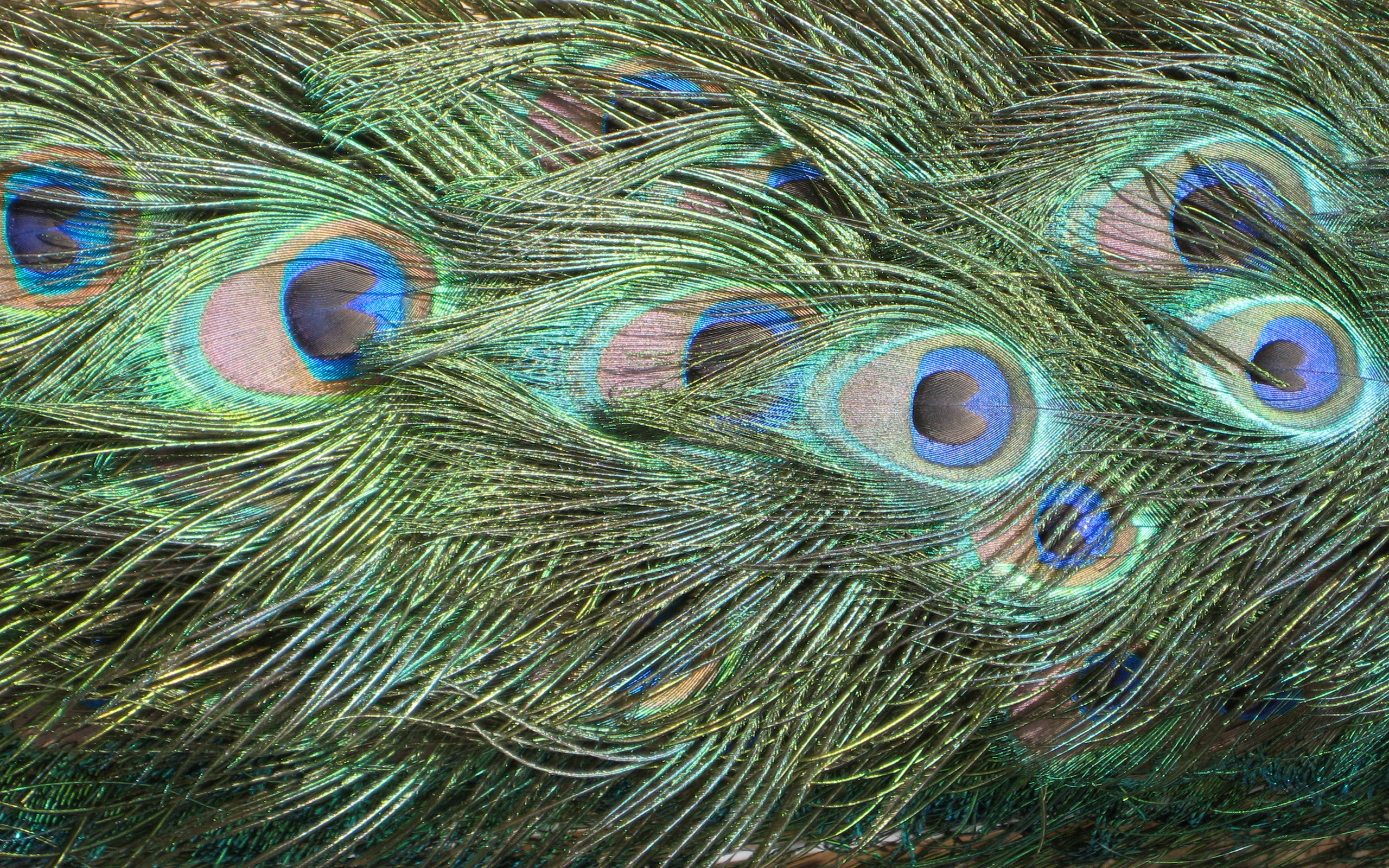 Desktop Peacock Feathers Pictures Dowload - Plumas De Pavo Real , HD Wallpaper & Backgrounds