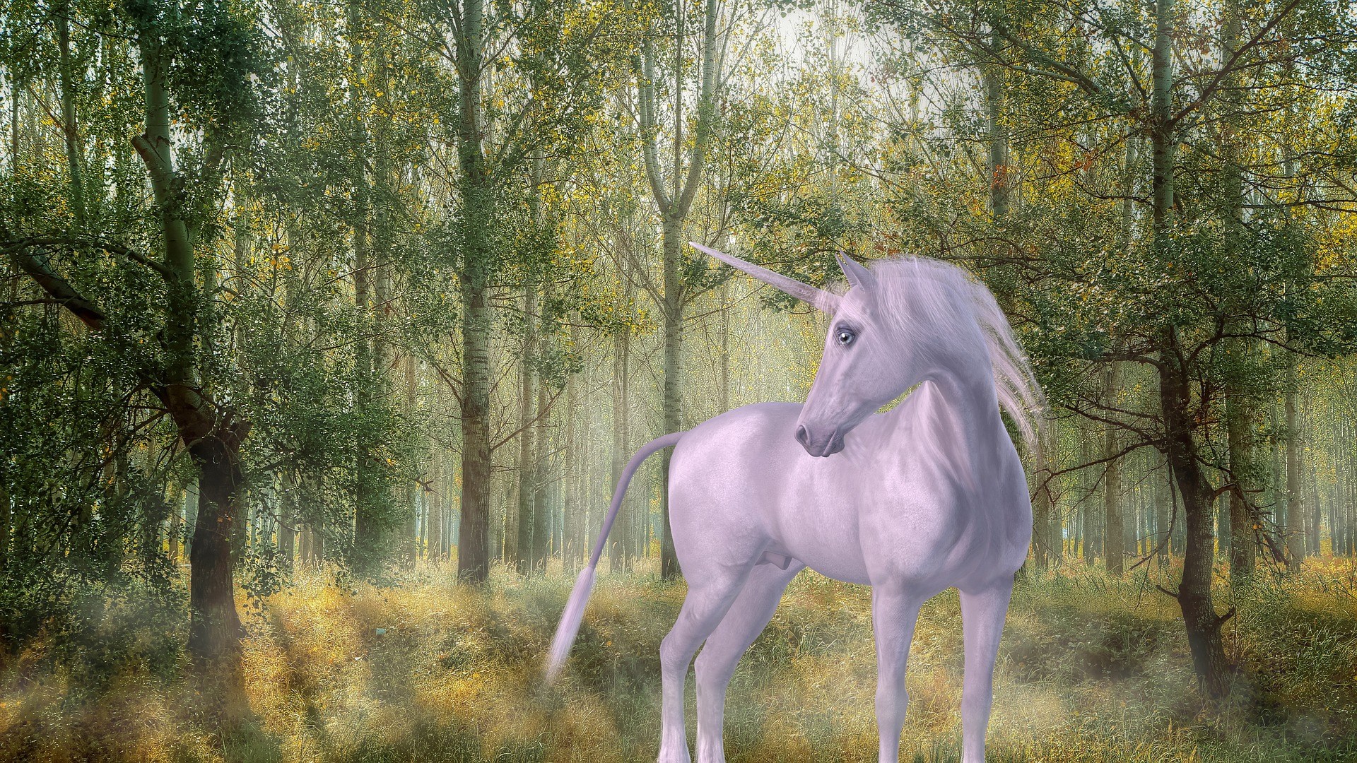 Kill The Pink, Fluffy Unicorns - Unicorn Forest , HD Wallpaper & Backgrounds