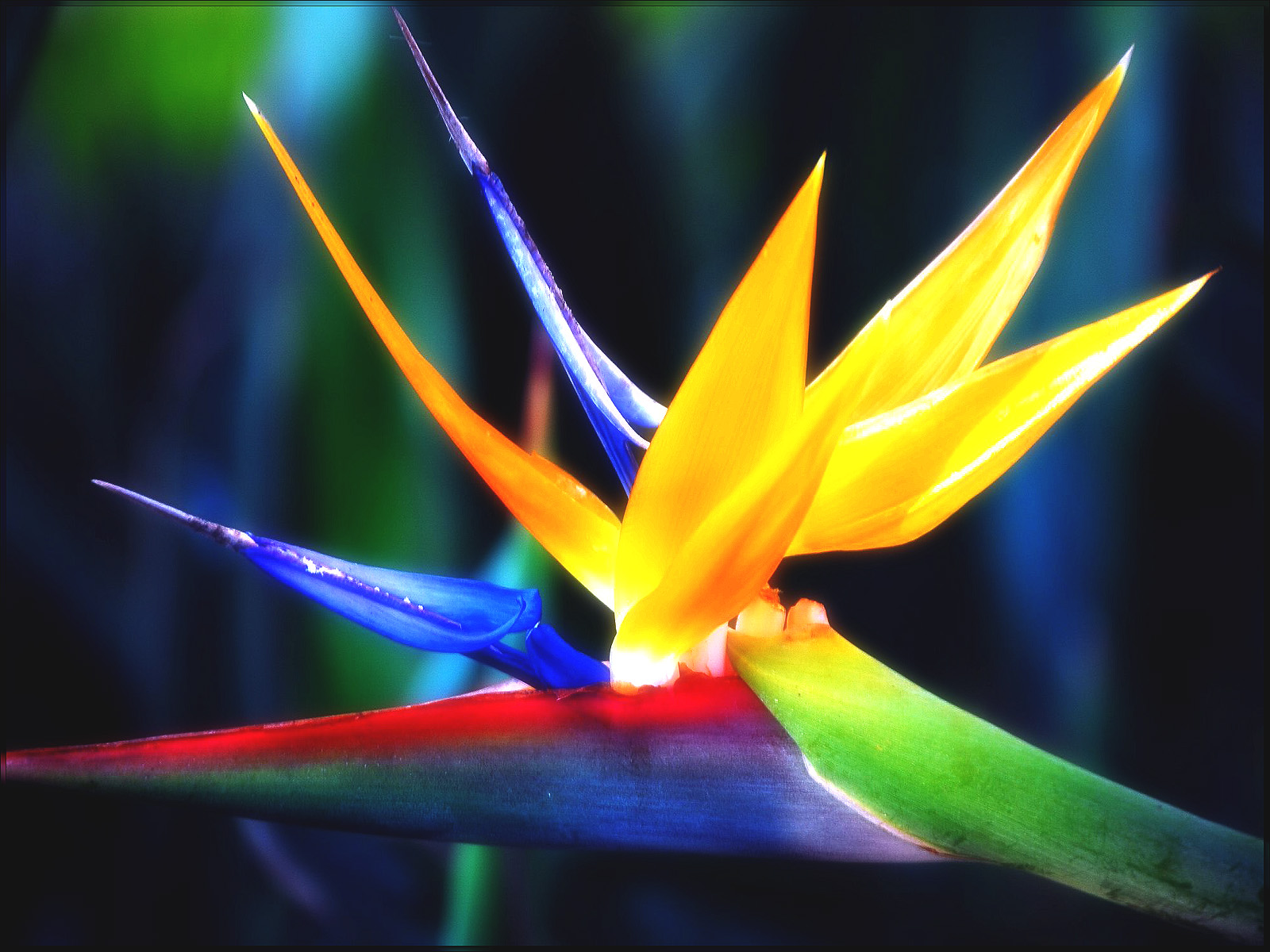 Best Bird Of Paradise Flower - Flor Bird Of Paradise , HD Wallpaper & Backgrounds