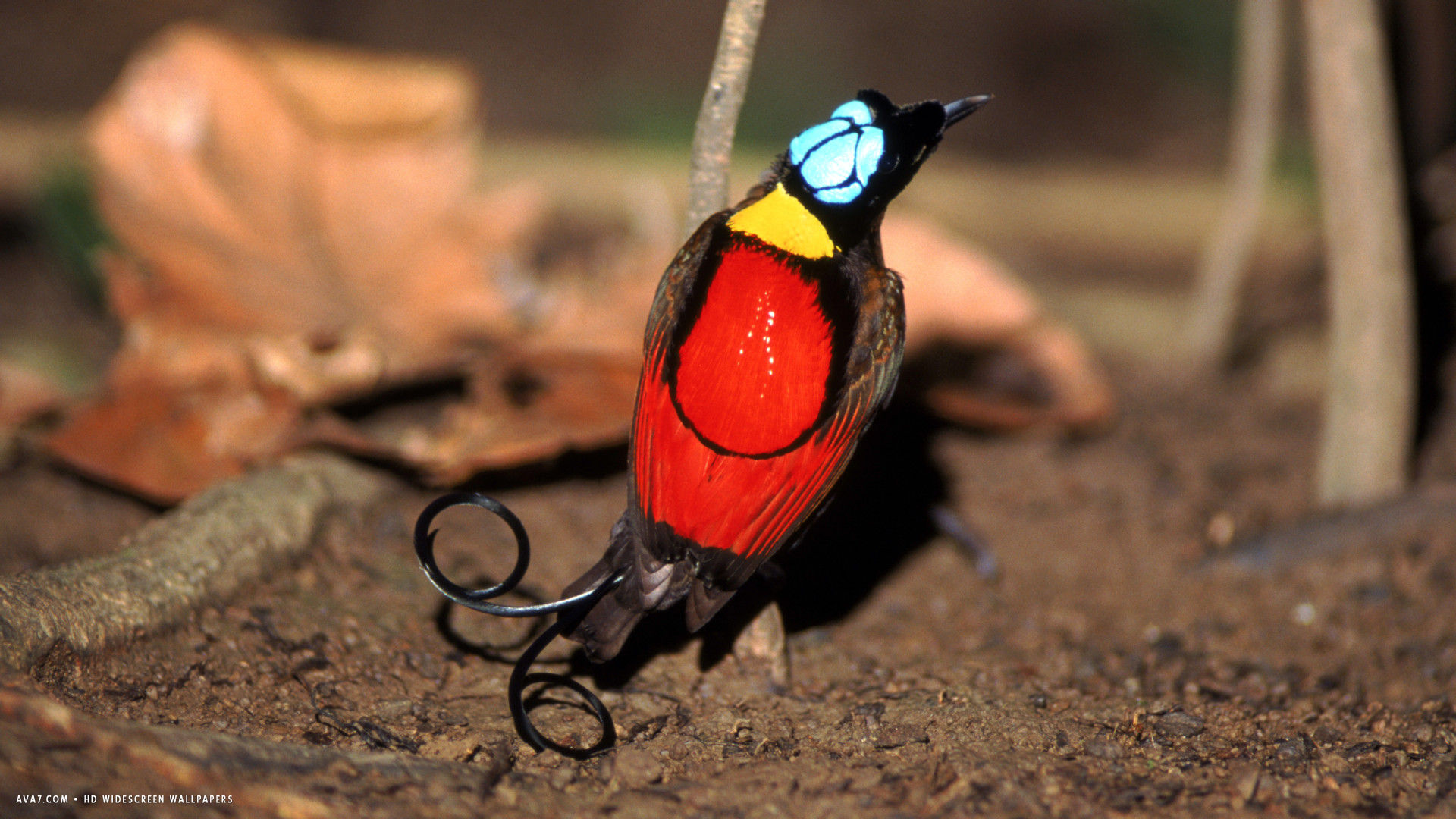 Bird Of Paradise Wilson Bird Colors Red Yellow Blue - Bird Of Paradise Hd , HD Wallpaper & Backgrounds