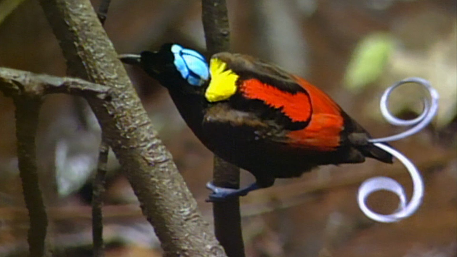 Bird Of Paradise Wallpaper - Paradise Birds Full Hd , HD Wallpaper & Backgrounds