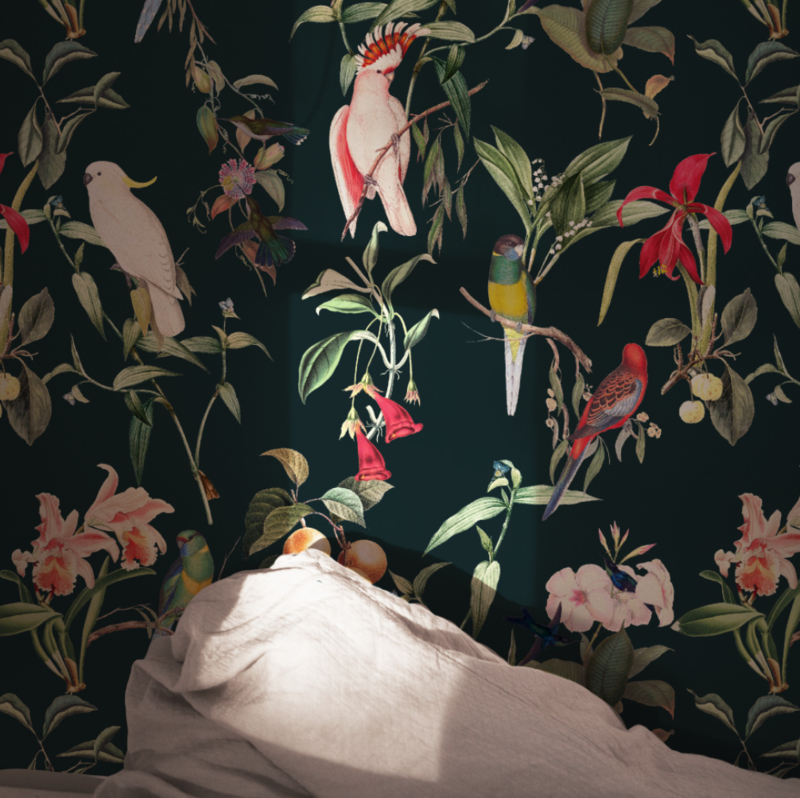 Birds Of Paradise - Wallpaper , HD Wallpaper & Backgrounds
