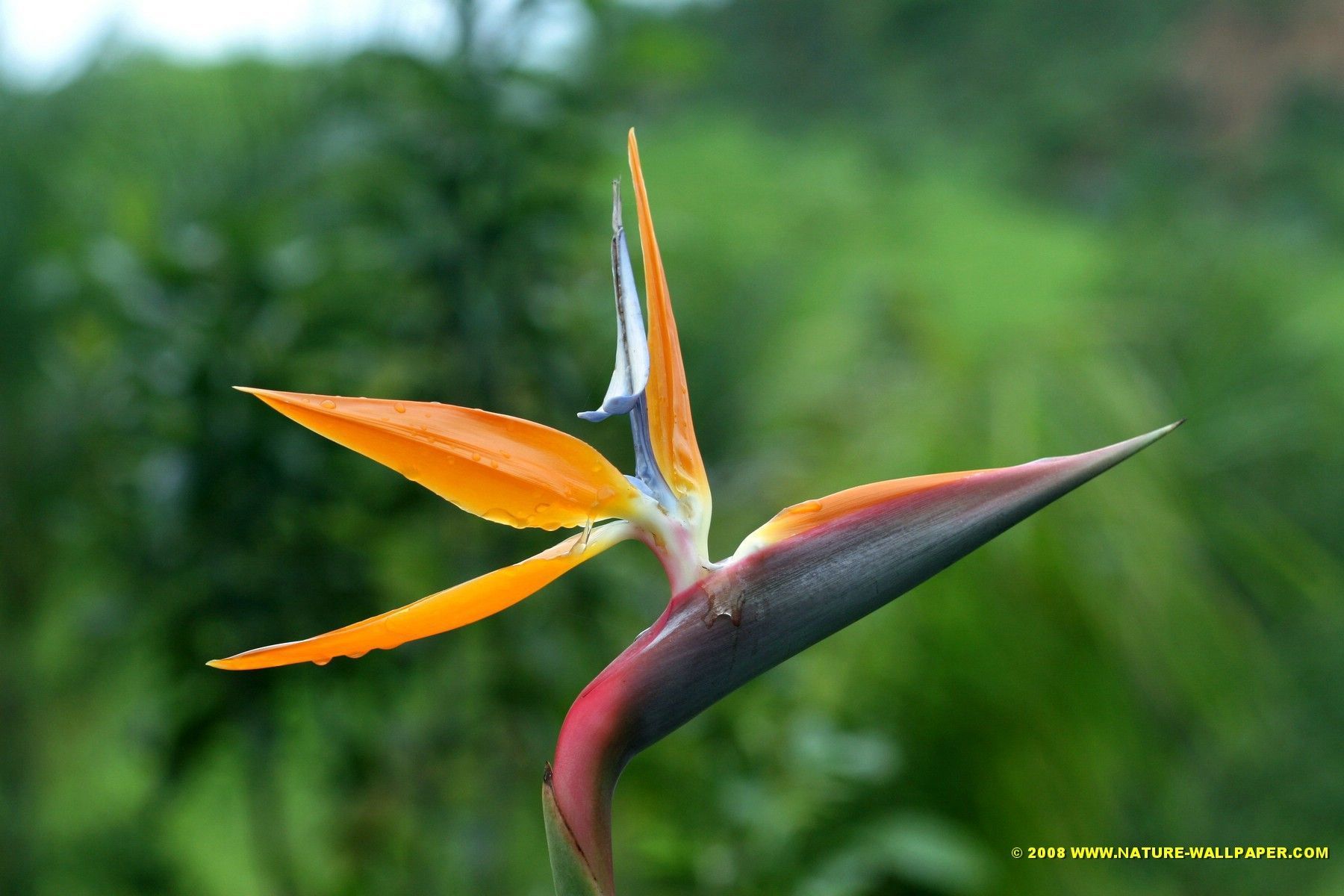 Birds Of Paradise Hd Wallpapers - Free Nature , HD Wallpaper & Backgrounds