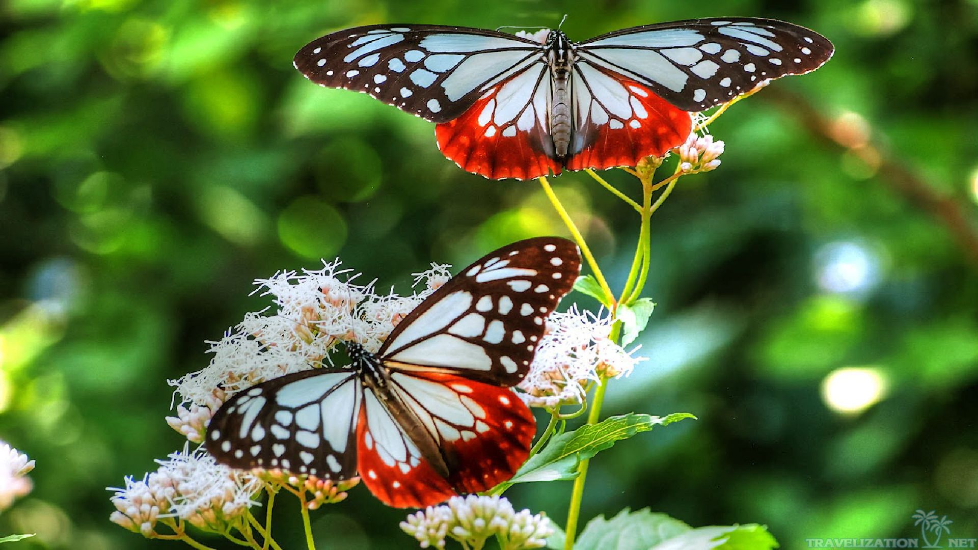 Butterflies - White And Red Butterfly , HD Wallpaper & Backgrounds