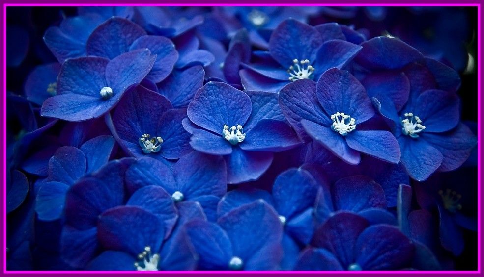 Blue Flowers Background , HD Wallpaper & Backgrounds