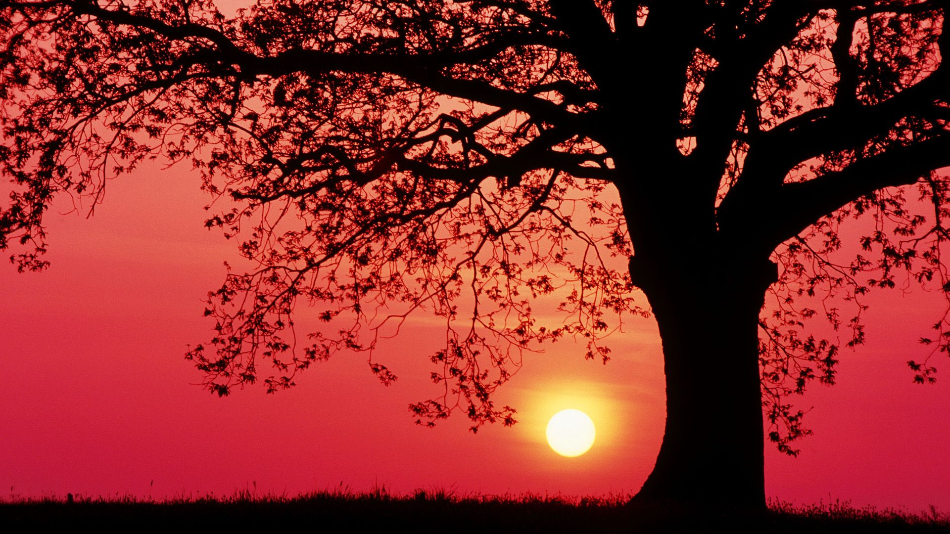 Desktop Superb Wallpapers Hd - Sunset Background With Trees , HD Wallpaper & Backgrounds