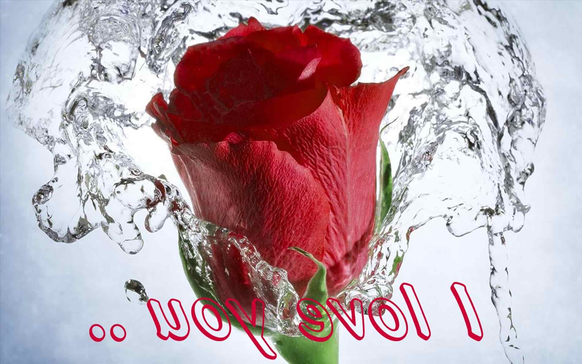 Roses Hd Wallpapers Free Download Unique Hqfx Images - Flowers With Love Messages , HD Wallpaper & Backgrounds