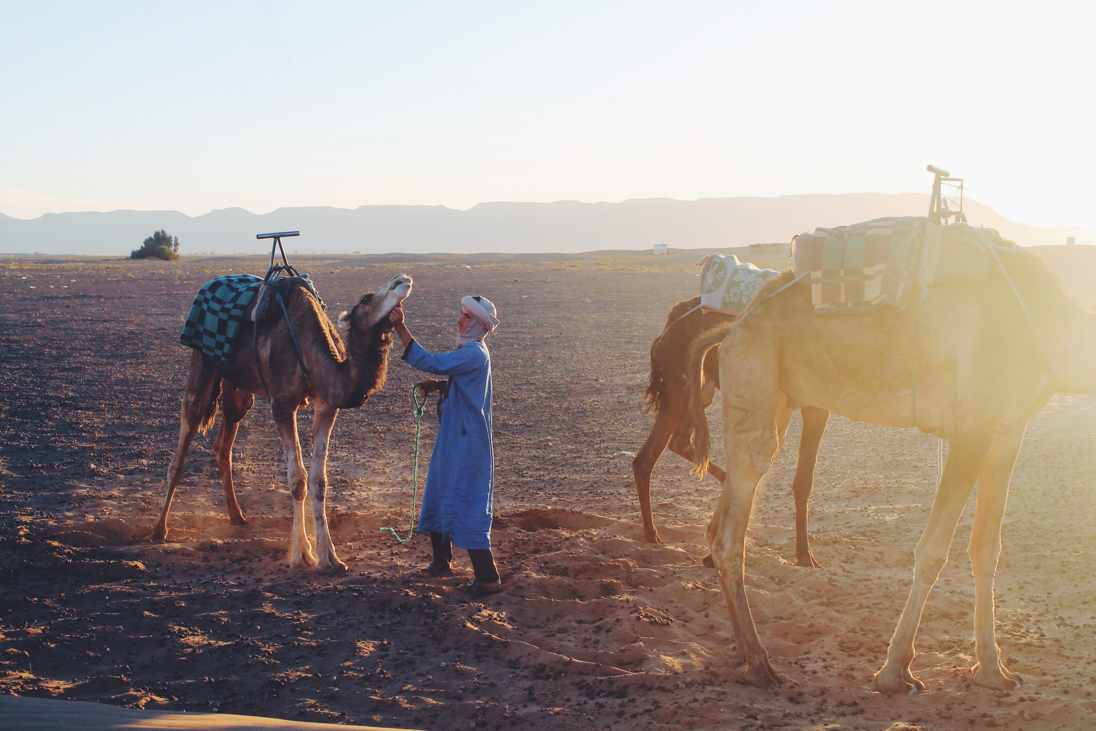 #3840x2560 Maroc 4k Wallpaper And Background #42603 - Arabian Camel , HD Wallpaper & Backgrounds