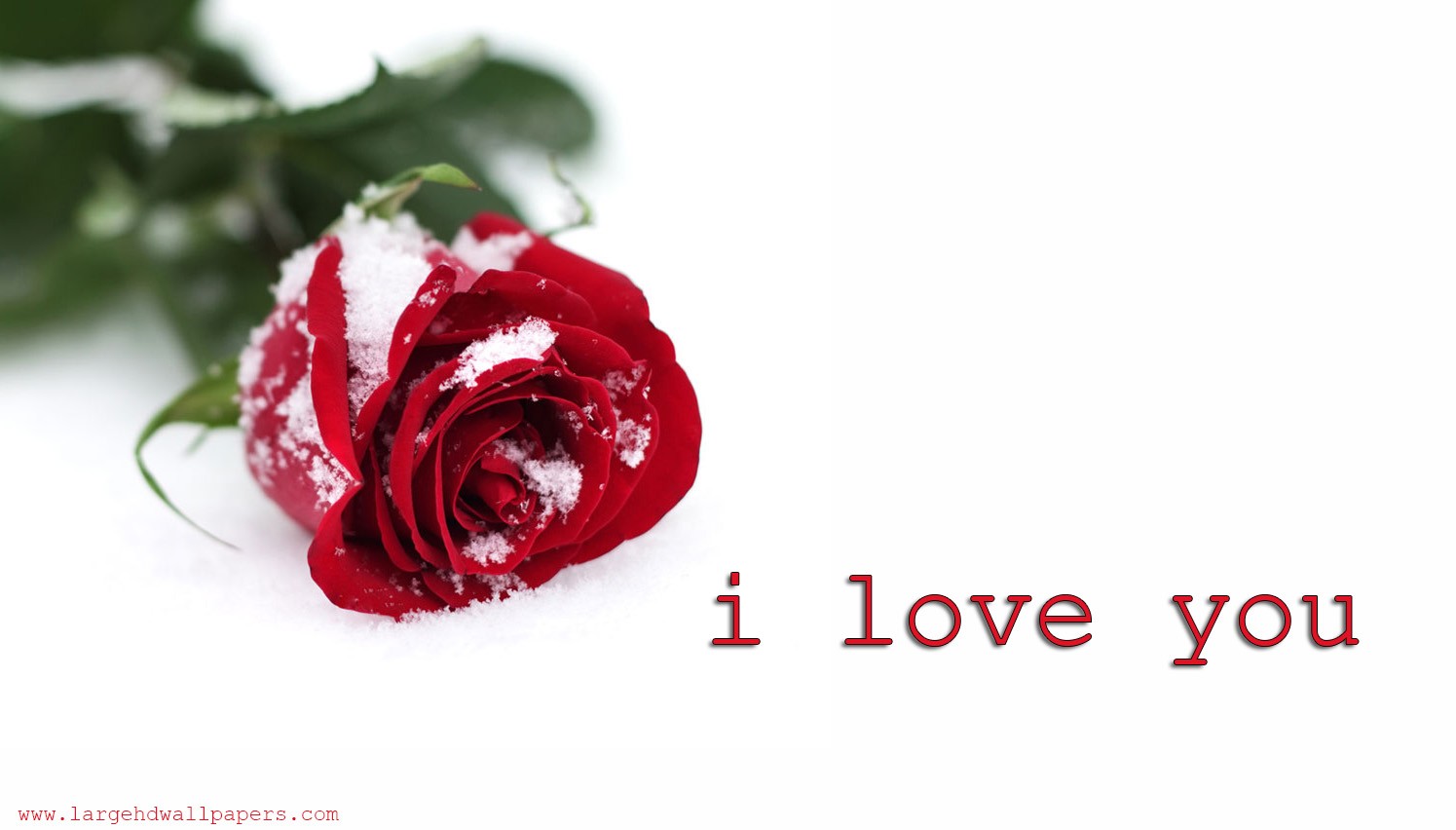 I Love You With Rose Wallpaper - Red Rose In Snow , HD Wallpaper & Backgrounds