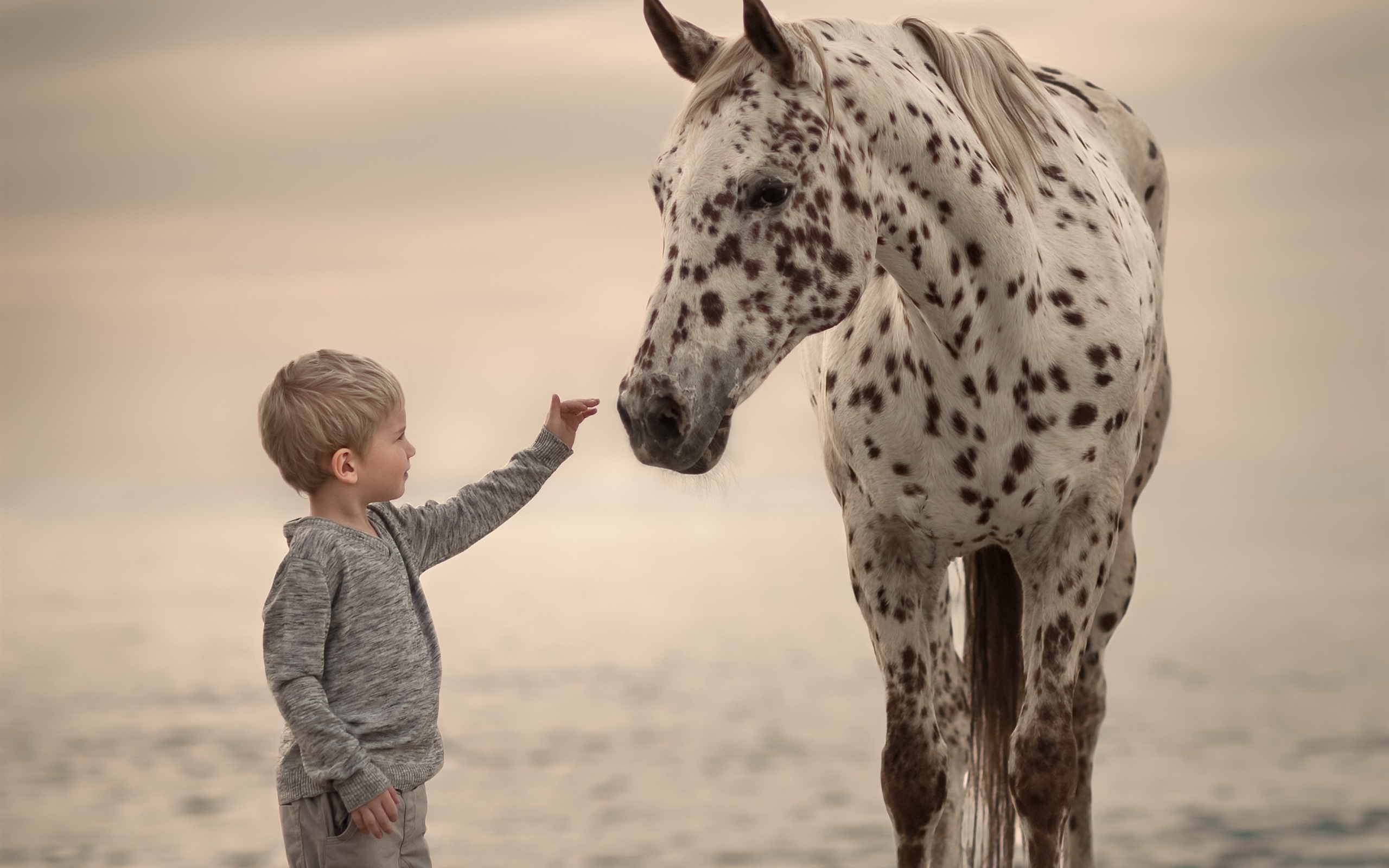 Download This Wallpaper - Little Boy And Horse , HD Wallpaper & Backgrounds