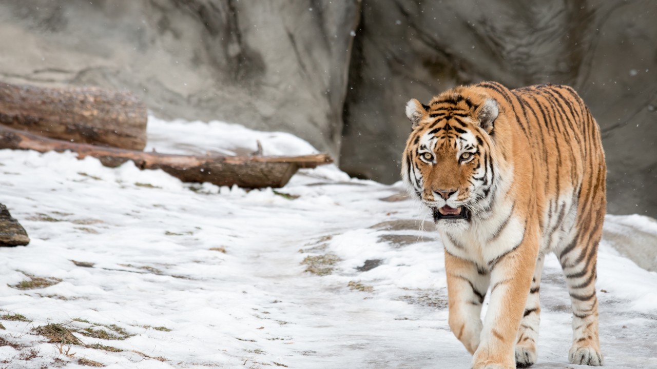 Animals / Siberian Tiger Wallpaper - High Resolution Siberian Tiger , HD Wallpaper & Backgrounds